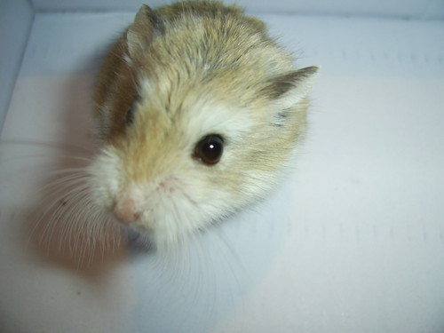 Chomiczek :)