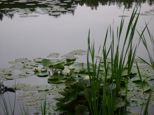 Jeziorko torfowe.