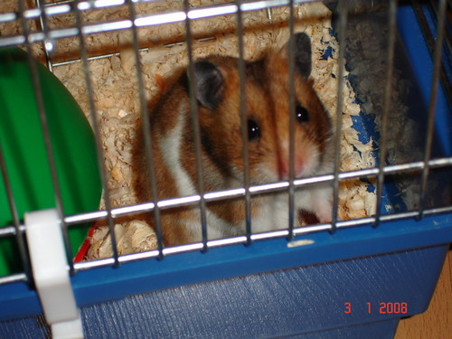 niunia
