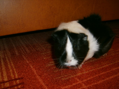 PiKnIe:*:*