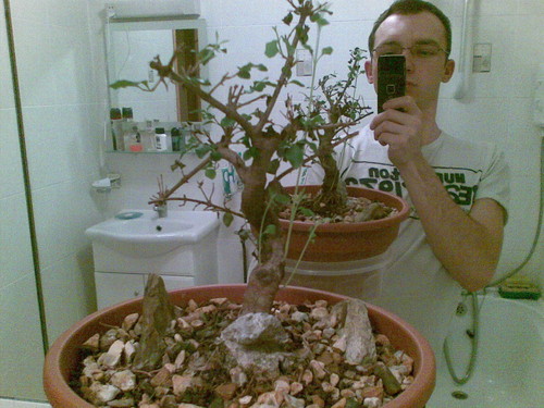 Bonsai Reaktywacja :]