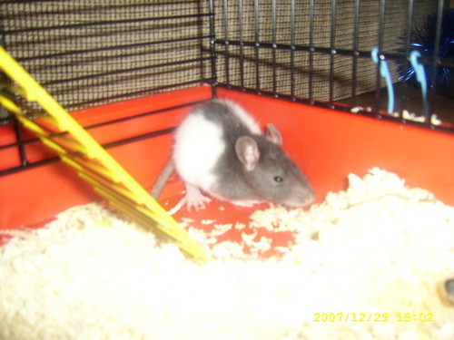My Rat:)