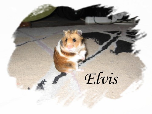 Elvis...