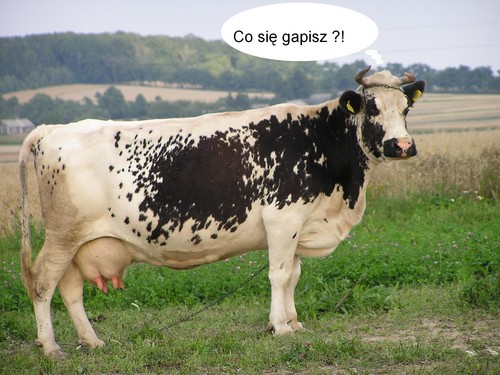 Krwka