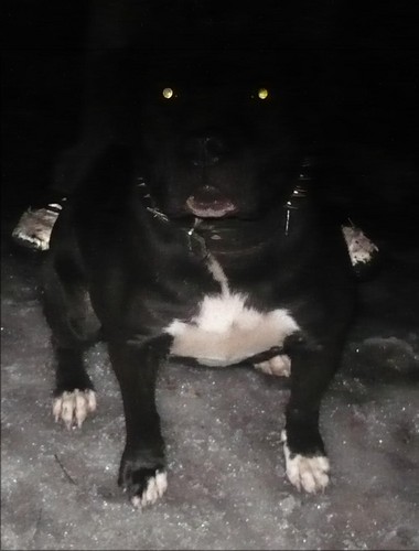 GOYA