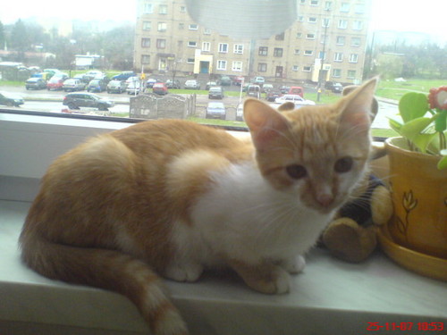 Osku:*:*:*
