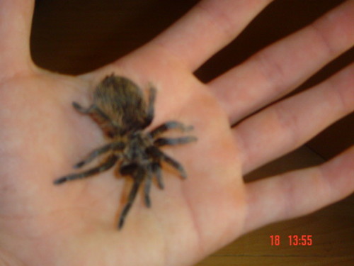 Pajczek z rodziny Brachypelma 