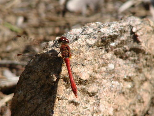 waka