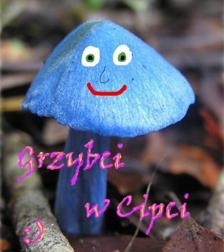 Grzybci w Cipci :)