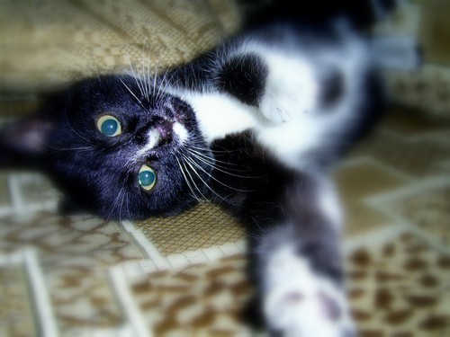 mj kotek:)