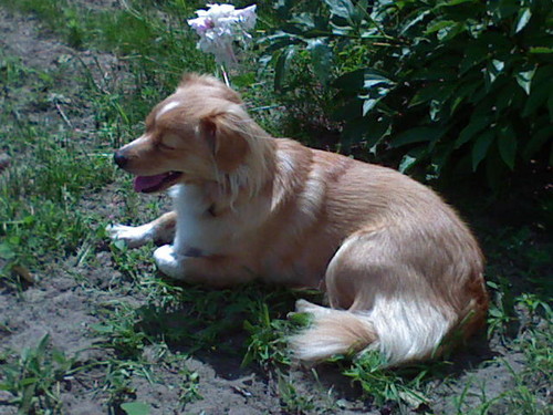 Sodziak
