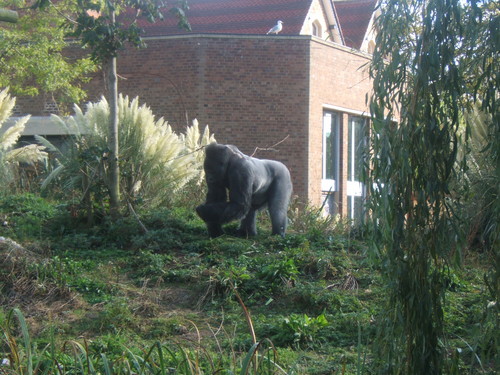 Bristol ZOO
