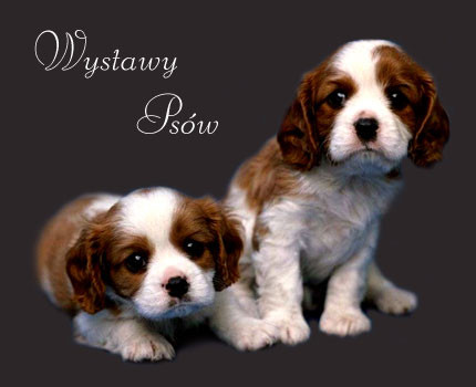 moje pieski 