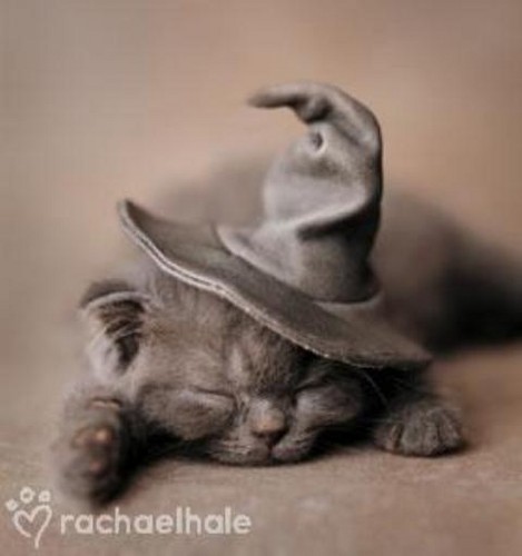 HOKUS-POKUS BUM!!!!!!!!!!!!!!!!!