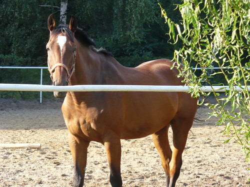 Konik