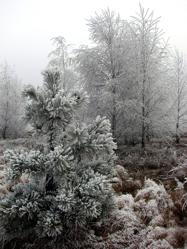 Wpis maalgosia