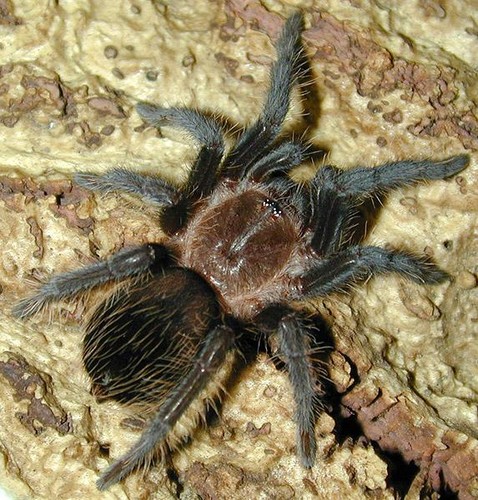 Brachypelma albopilosum