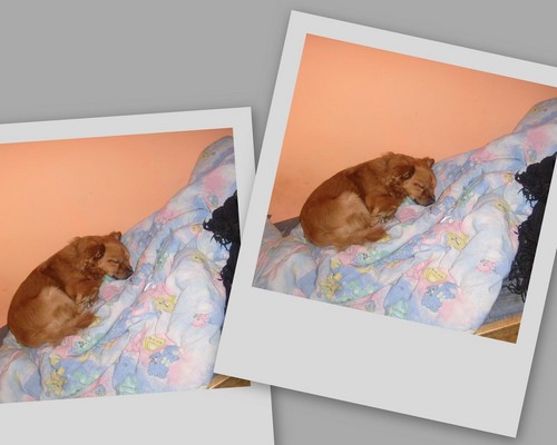 mj piesek:))