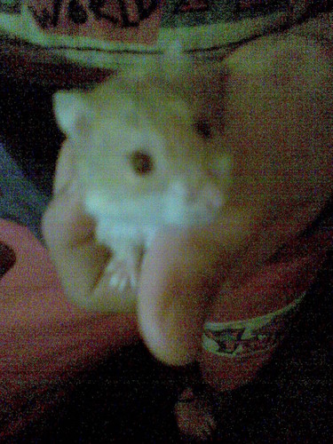 moj chomik