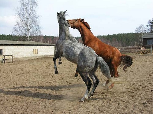 Zachowanie spoeczne