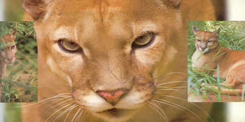 Puma