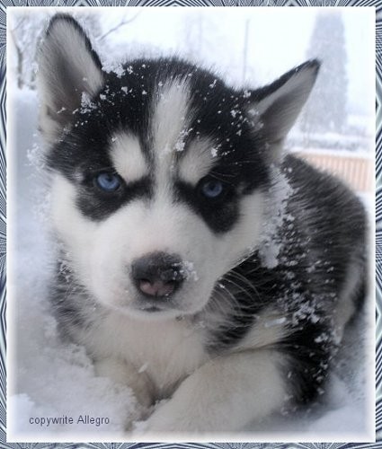 Wilko Haska :D