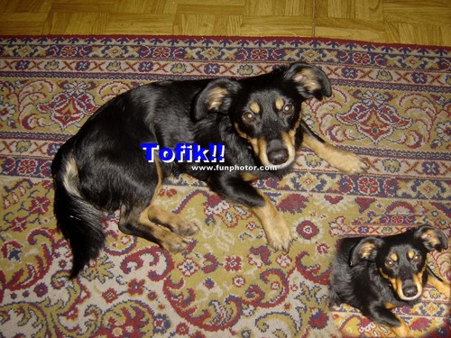 Tofik!!!