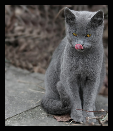 kotek