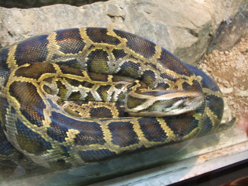 Wpis chiquitaania