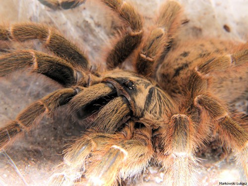 Pterinochilus murinus