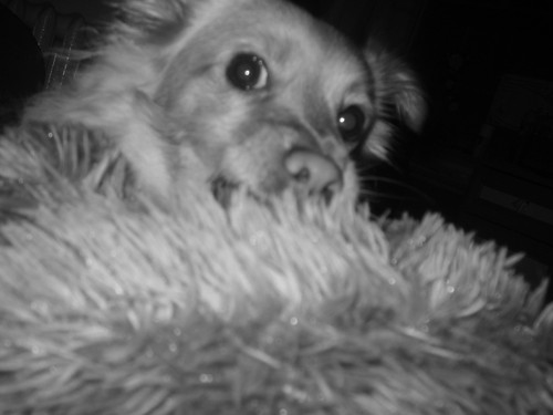 Sunia