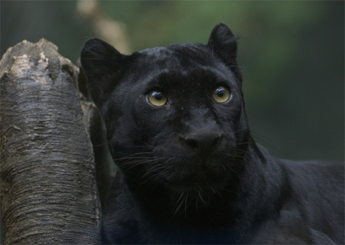 czarna puma
