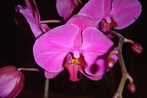 orchidea 