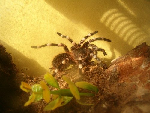 A. Geniculata 