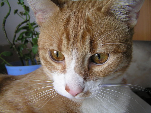 Tofi