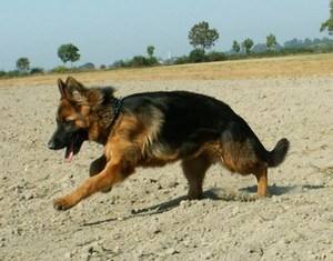 O.niemiecki