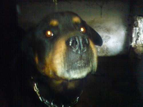  DOG