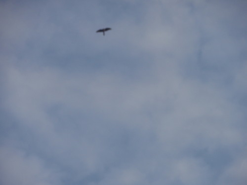 birds