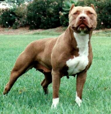 Pit Bull