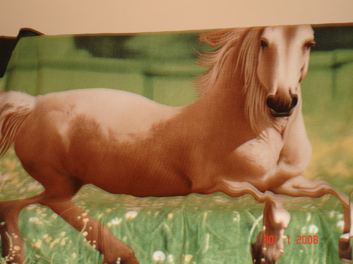 Konik