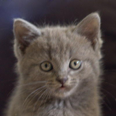 Lila
