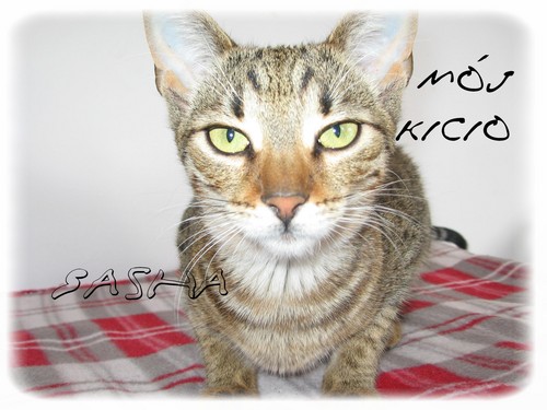 Moj kicio