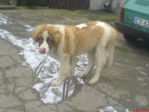 bulet