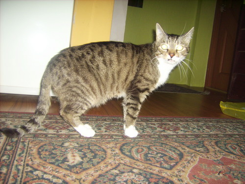 kaciaczek