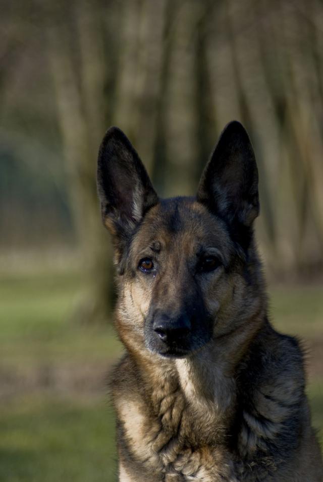 korsa