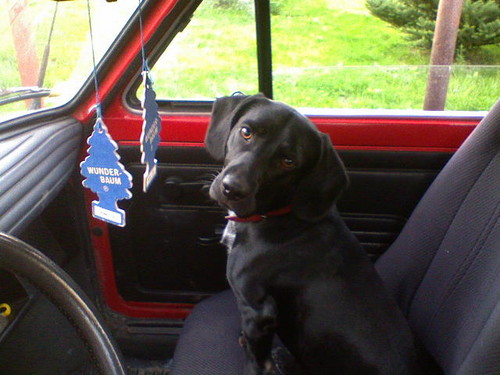 Koki:***