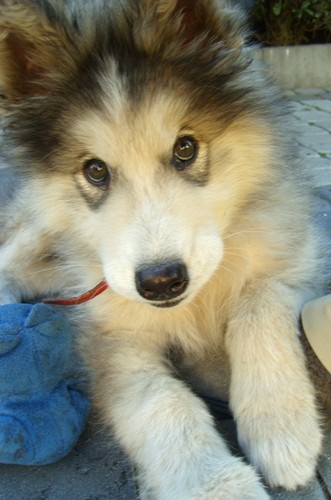 Shira