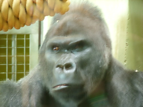GORYL W ZOO 