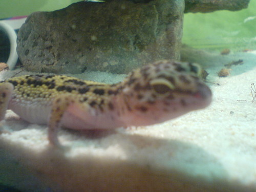 GeKK.