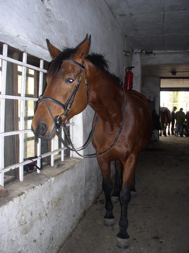 Wpis dorcia1993